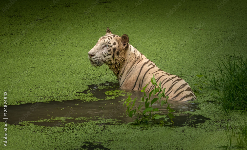 Fototapeta premium Indian white tiger in the waters of a marshy swamp at Sunderban National Park, India.