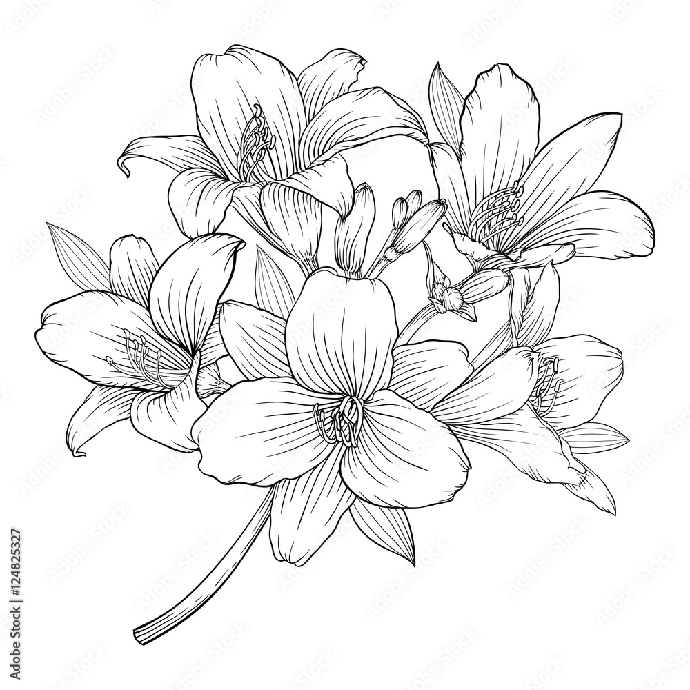 Obraz premium beautiful monochrome black and white bouquet lily isolated on background.