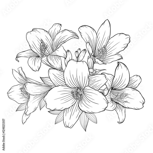 beautiful monochrome black and white bouquet lily isolated on background.