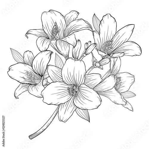 Fototapeta Naklejka Na Ścianę i Meble -  beautiful monochrome black and white bouquet lily isolated on background.