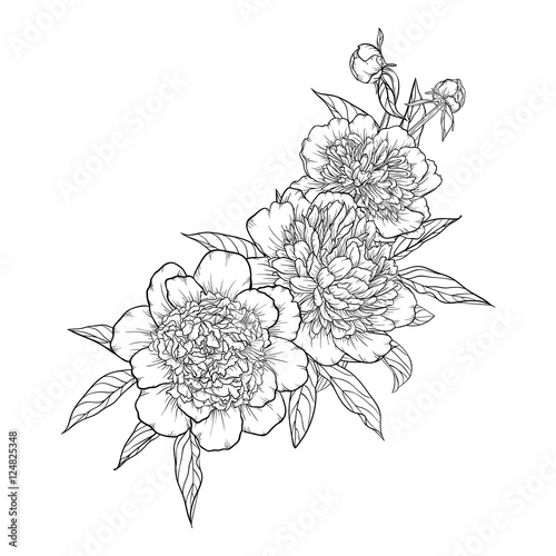 beautiful monochrome black and white bouquet peony isolated on background.