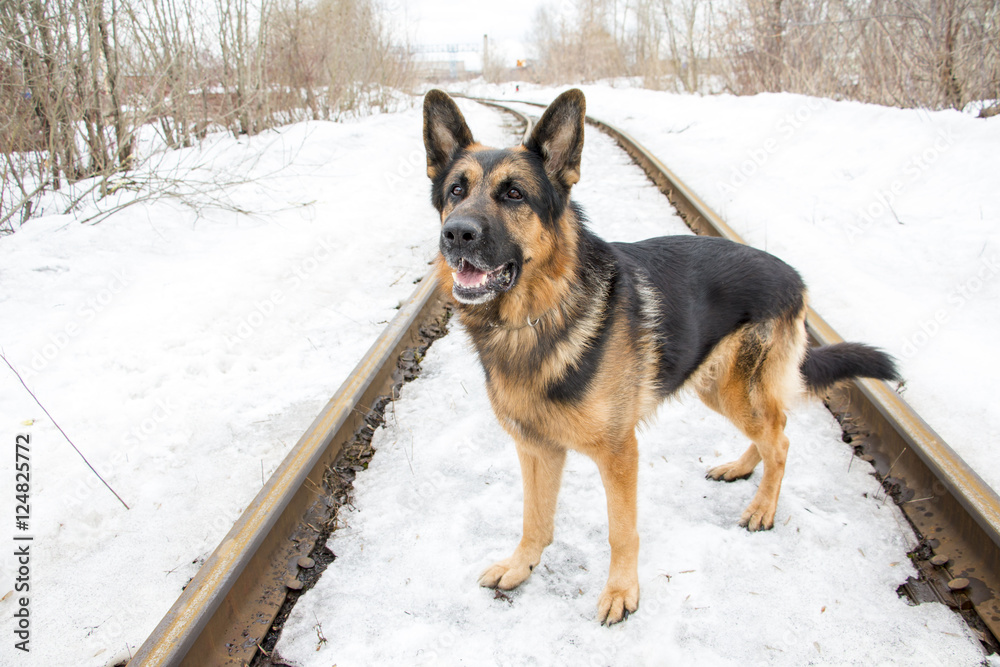 German shepherd dog is guarding an important object