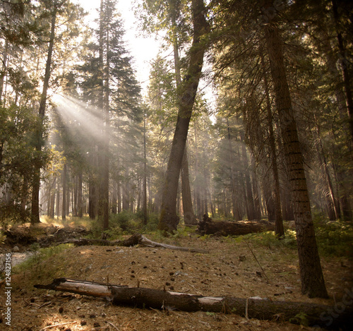 forest sunrays