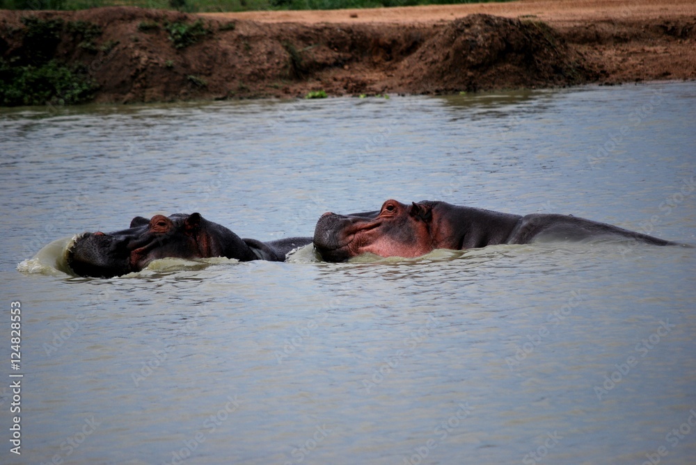 Two hippopotamuses in the water Two hippopotamuses in the water