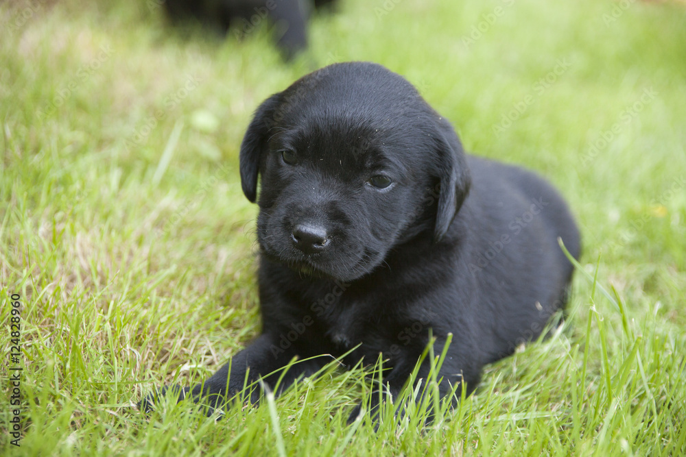 young sweet labrador puppy young sweet labrador puppy