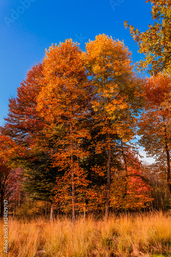 autumn forest landscape. Golden autumn scenery. Autumn. Fall. A