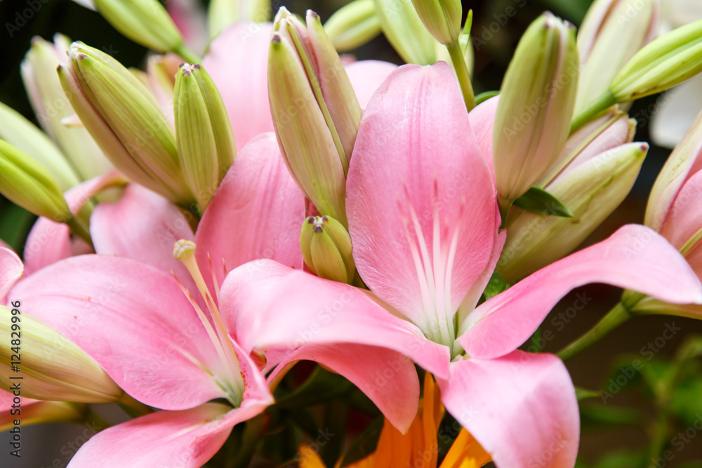 Obraz premium tropical flower closeup