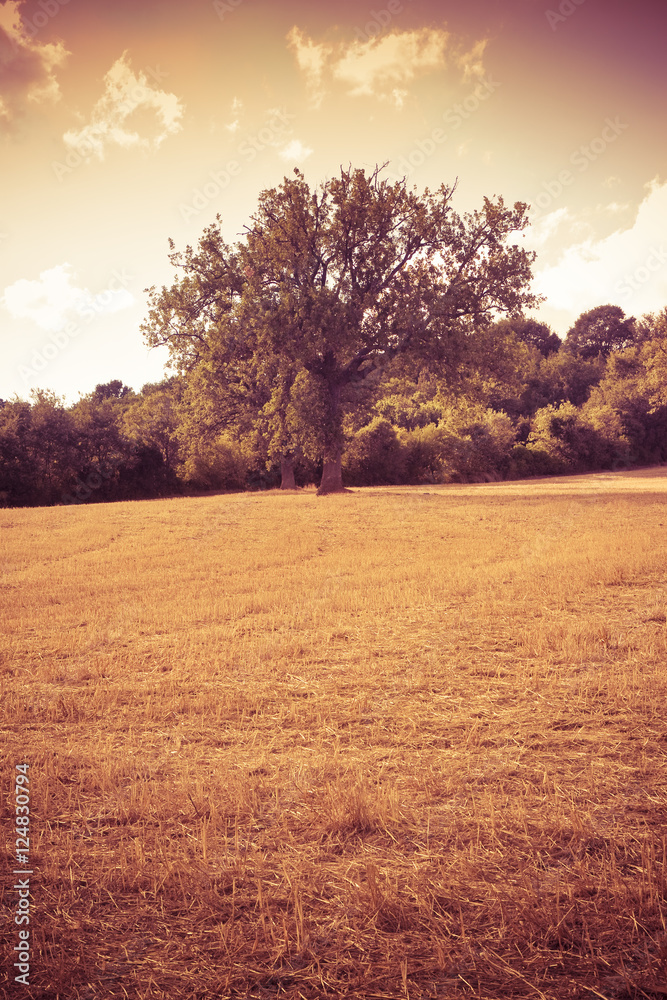 Isolated tree in a golden tuscany wheat field - (Italy) - toned image
