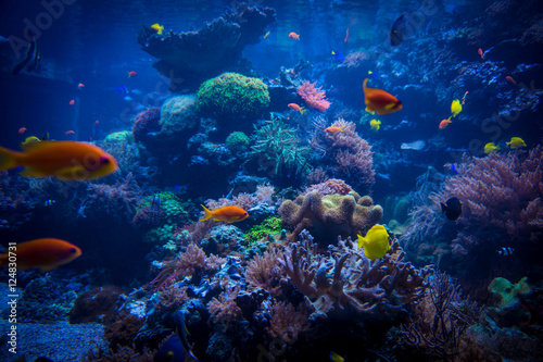 Fototapeta Naklejka Na Ścianę i Meble -  tropical fishes meet in blue coral reef sea water aquarium. Unde