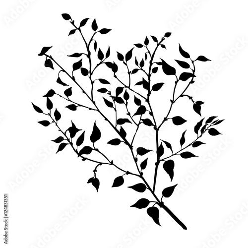 tree branches with leaves and berries