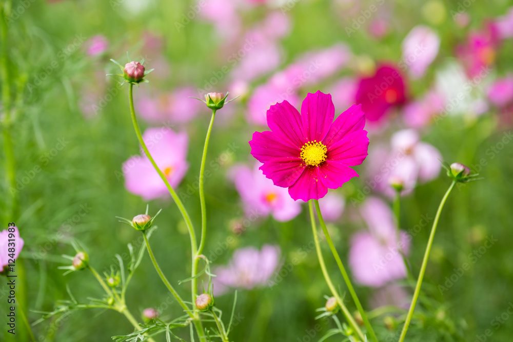 Cosmos Flower Cosmos Flower