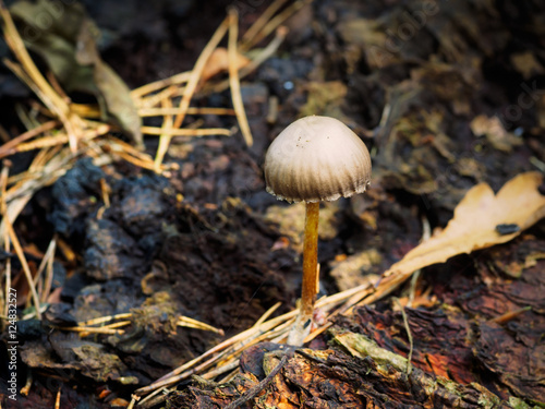 mushroom in forest,Northern Ireland