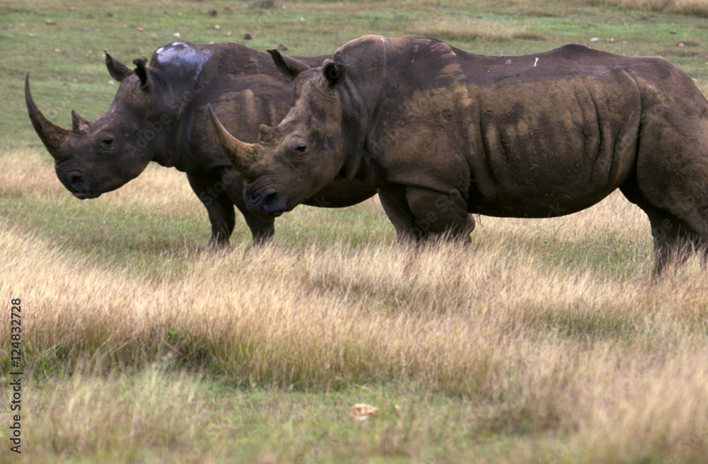 Fototapeta premium rhino