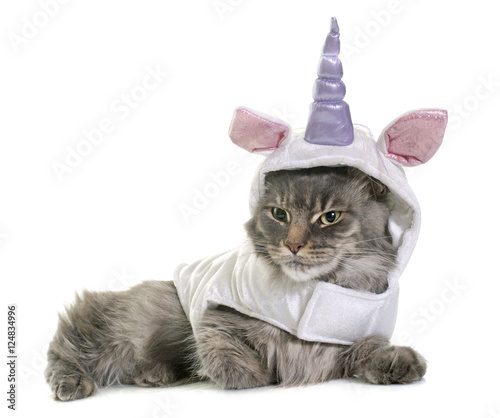 Fototapeta Naklejka Na Ścianę i Meble -  dressed maine coon cat