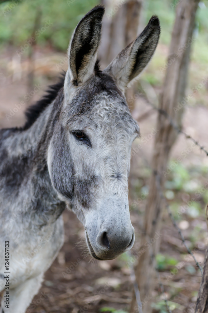 grey donkey closeup detail from a nicaraguan farm