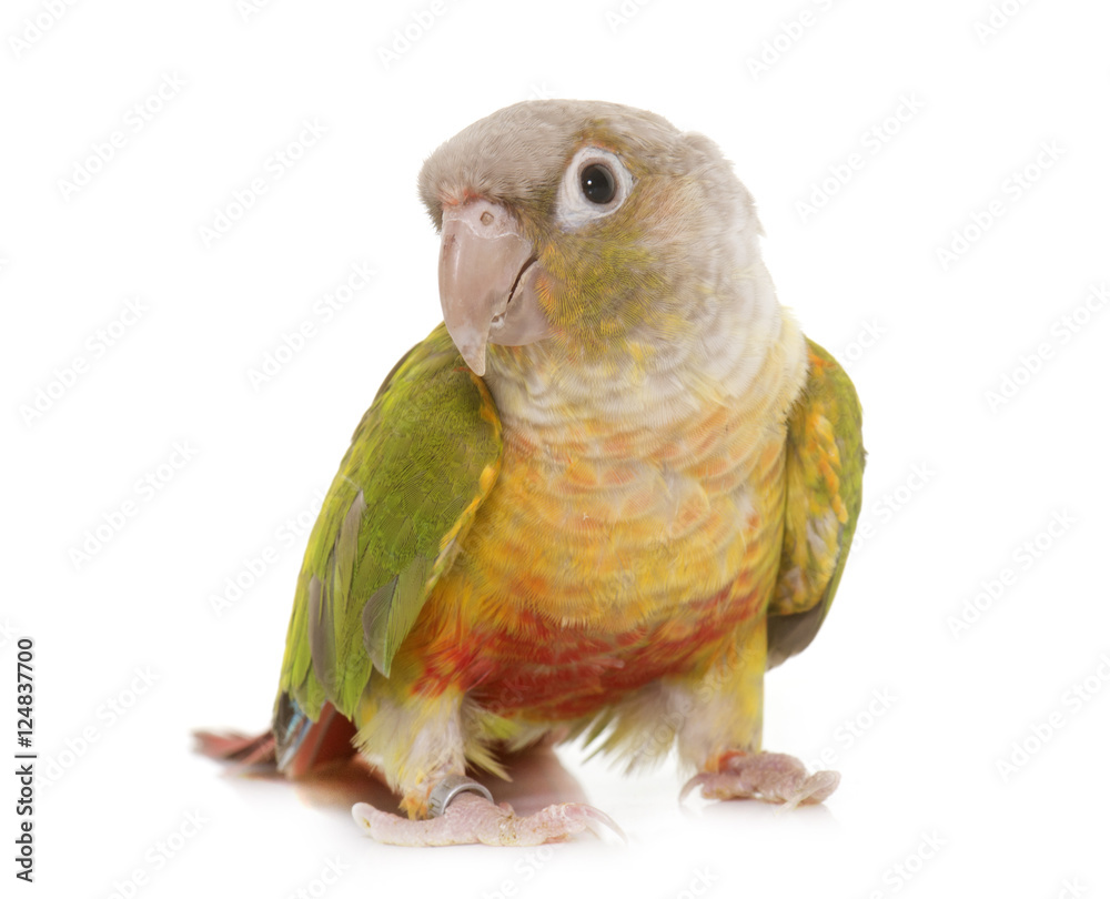 Naklejka premium conure in studio