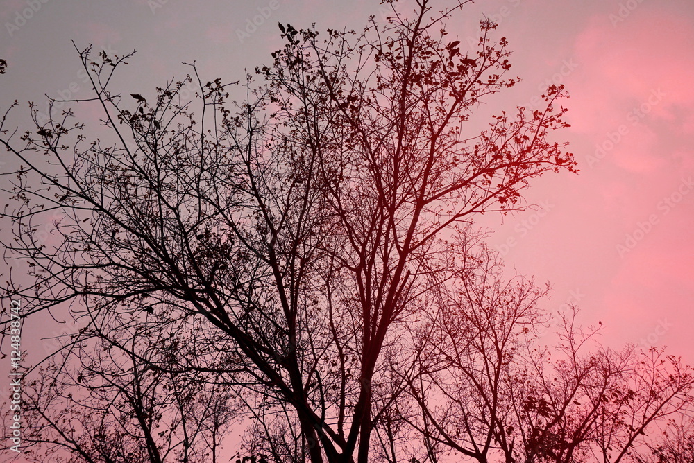 beautiful dry tree branches silhouette at sunset , color filter effect background