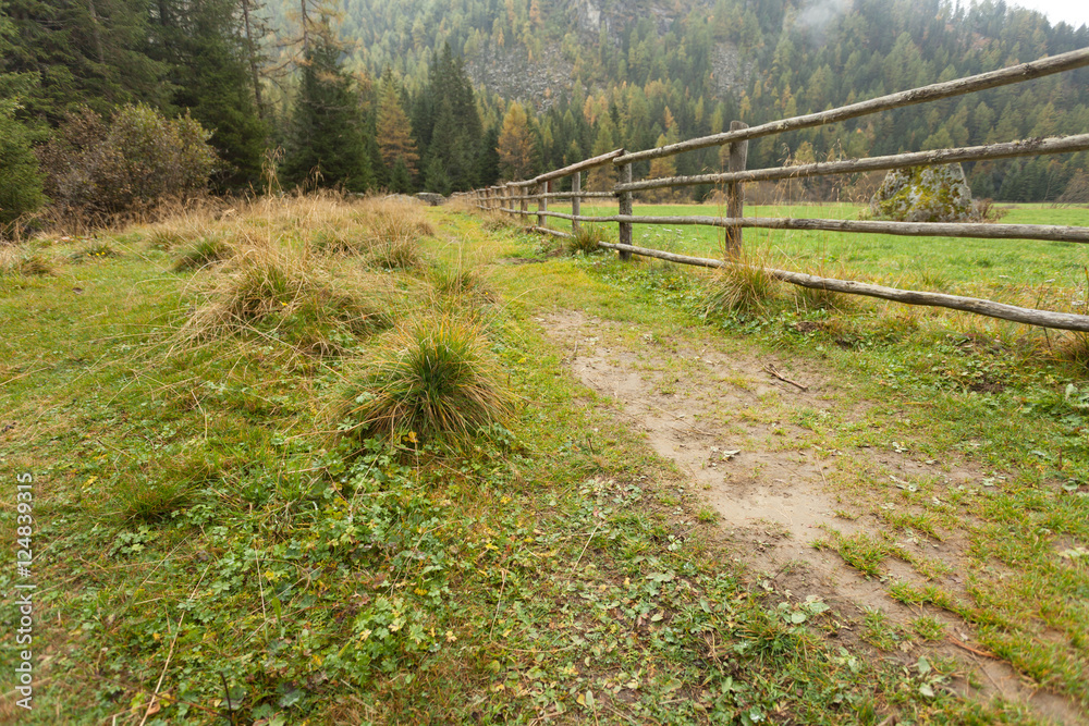 walking into the forest long a path in a cloudy day. No people a walking into the forest long a path in a cloudy day. No people a