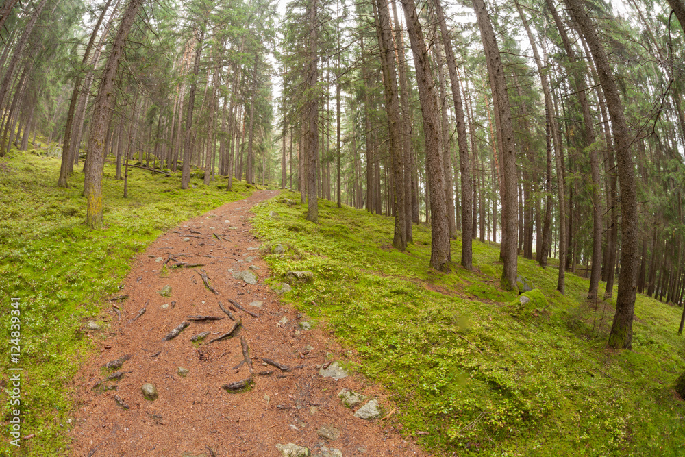 Fototapeta premium walking into the forest long a path in a cloudy day. No people around