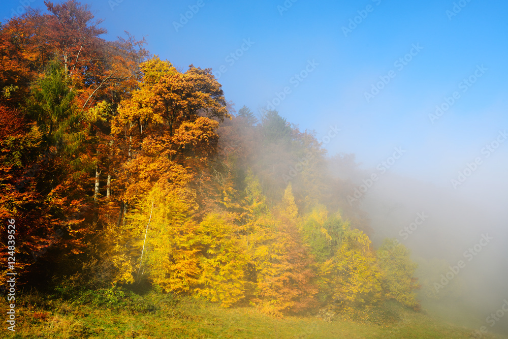 Farbenprächtiger Wald im Herbst an der Nebelgrenze unter blauem Himmel Farbenprächtiger Wald im Herbst an der Nebelgrenze unter blauem Himmel