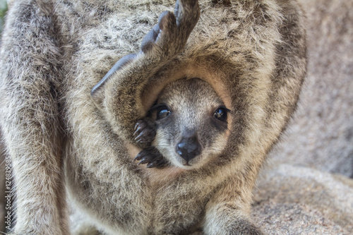 The baby kangaroo photo