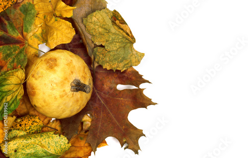 Small decorative pumpkin on dry autumn multicolor leafs