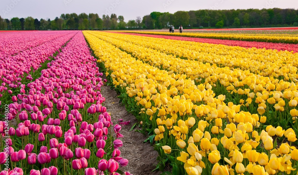 Flower fields near Amsterdam, Holland