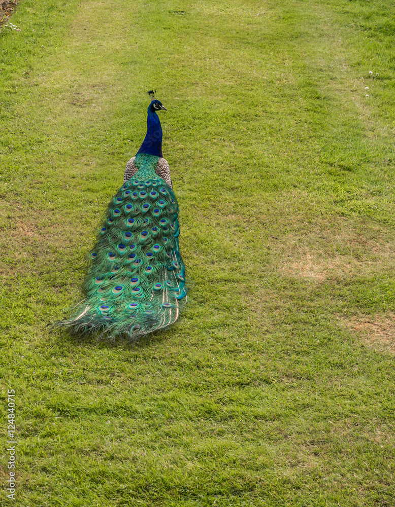 Obraz premium Male peacock displaying his plumage at Scone Plaace, Pethshire, Scotland, UK