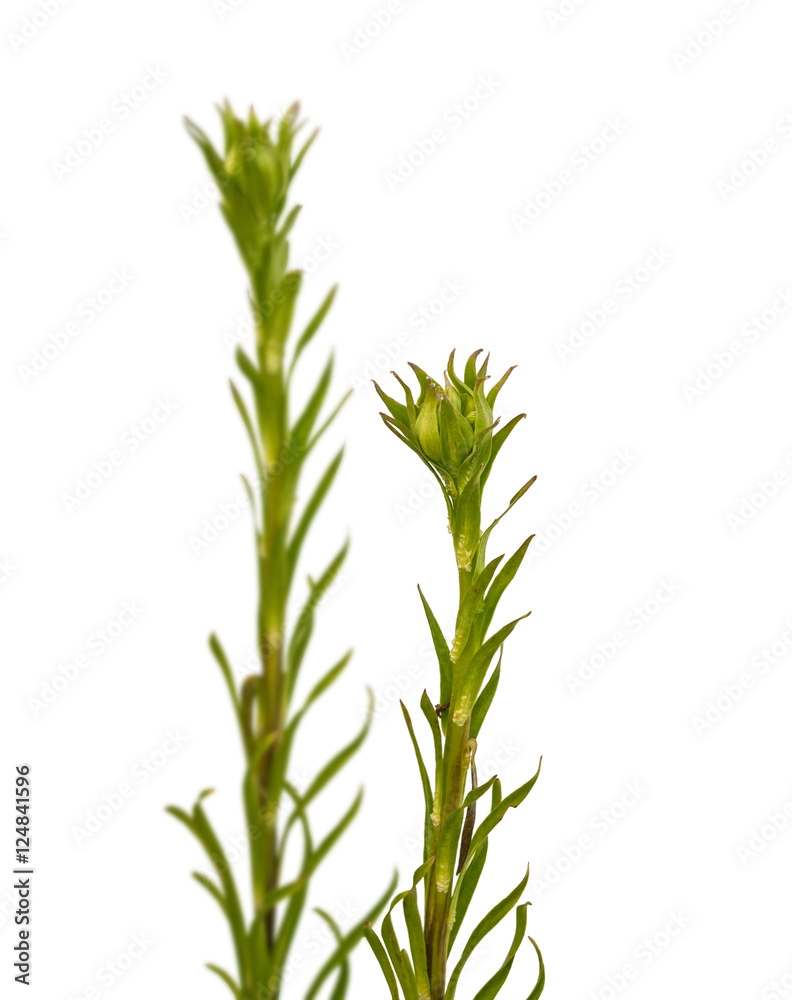 Lilium candidum or the Madonna lily on a white background