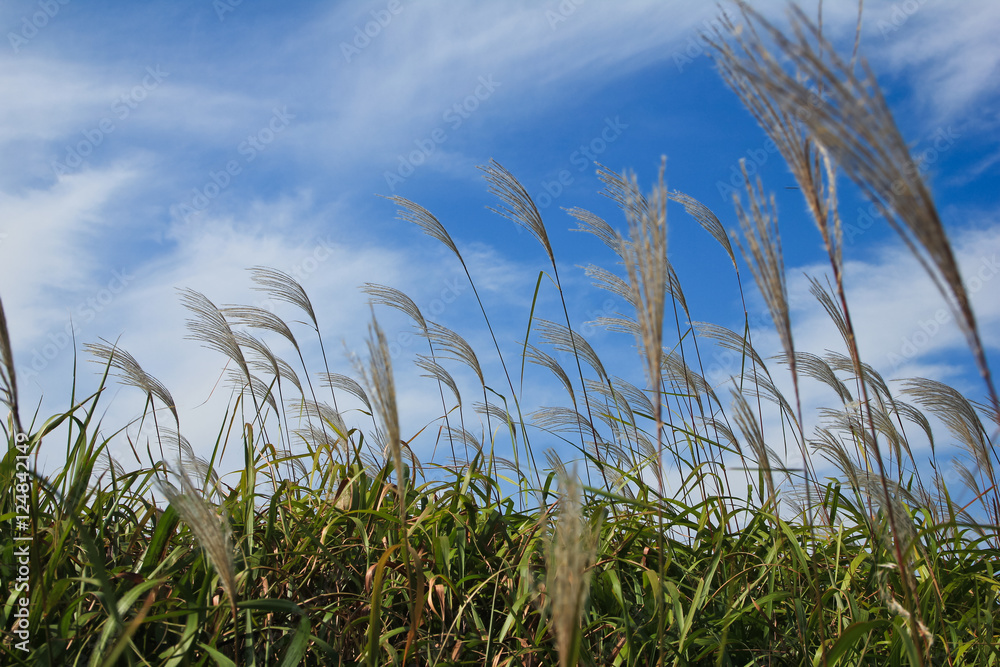 Fototapeta premium the reeds dancing in groups / A view of the reeds dancing in groups when it flutters in the wind 