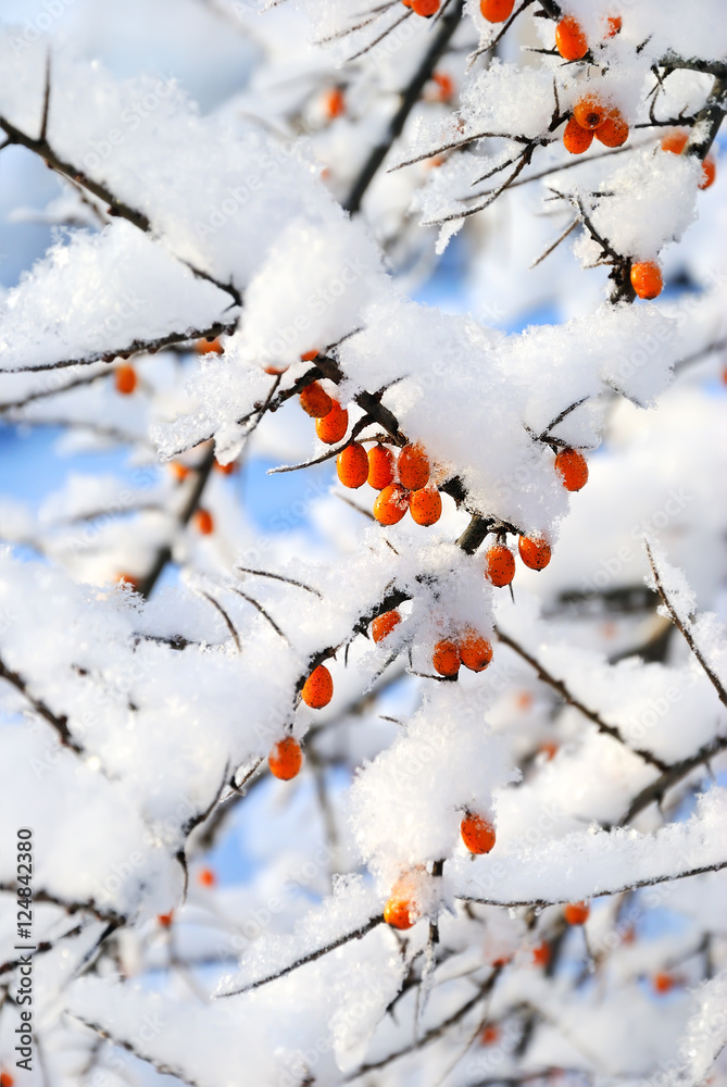 Sea-buckthorns (Hippophae) berries Sea-buckthorns (Hippophae) berries