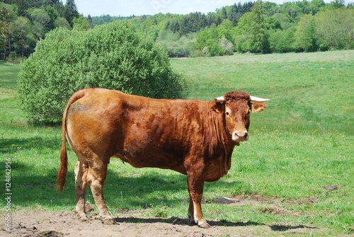 Foto vache limousine