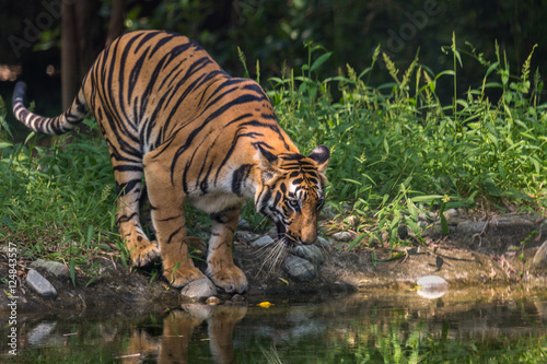 Fototapeta Naklejka Na Ścianę i Meble -  Bengal tiger near a waterhole at Sunderban tiger reserve.