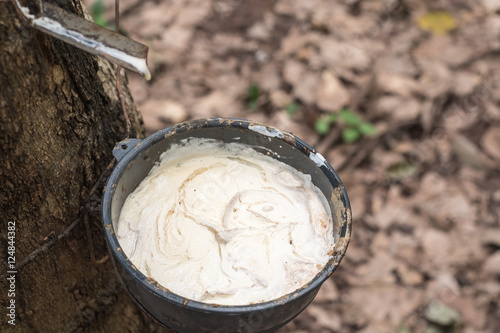 Raw rubber in plastic cup on rubber plantation