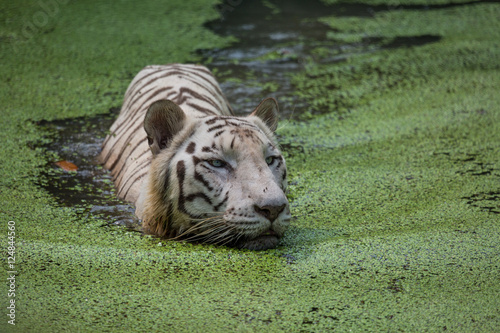 Fototapeta Naklejka Na Ścianę i Meble -  White Bengal tiger submerged in the water of a swamp at Sunderban Tiger reserve.