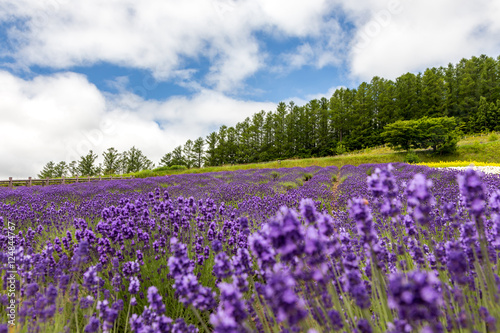 flower blooming in Japan