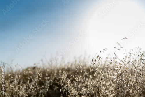 A field of wild oats against the sun