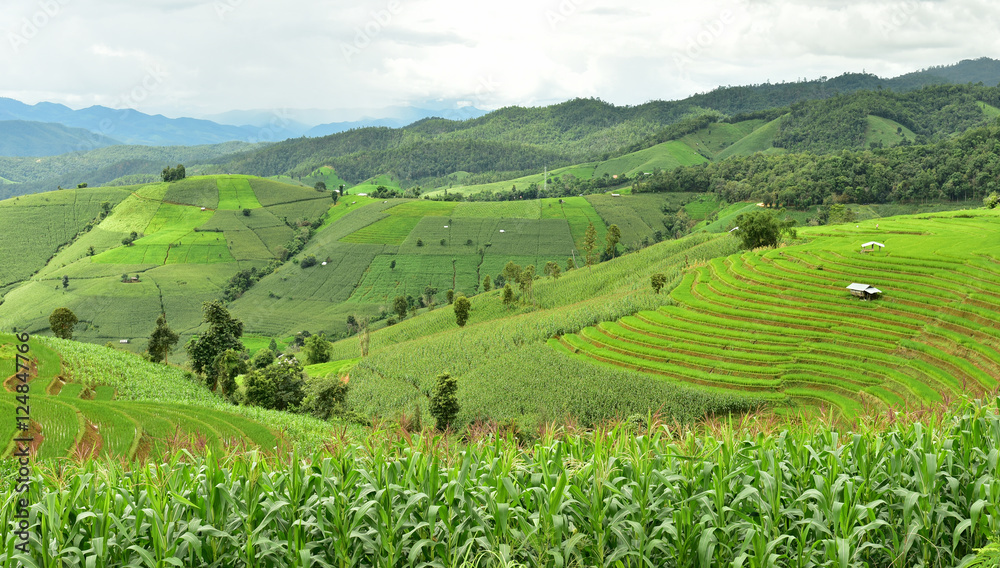 Fototapeta premium Green terraced rice field at Pa Bong Piang village