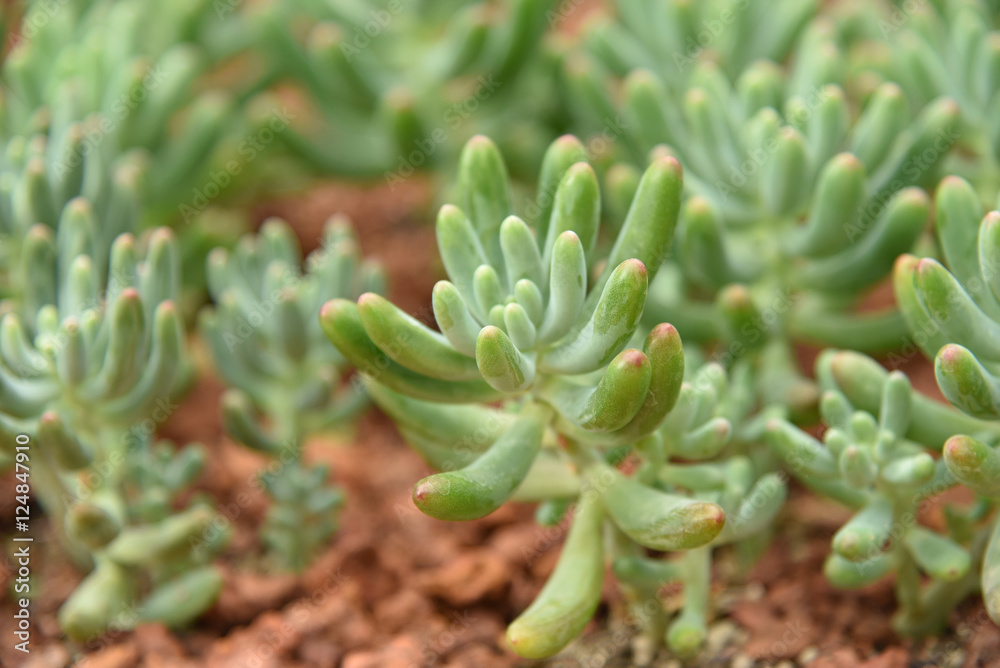 Cactus in Queen Sirikit Botanic Garden