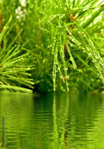 image of fir branches above the water close-up