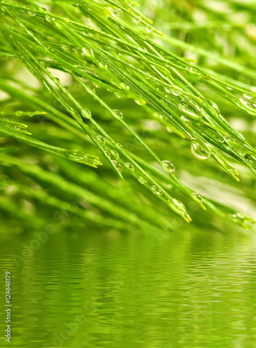 image of fir branches above the water close-up
