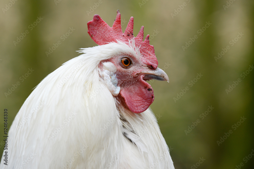head from white hen