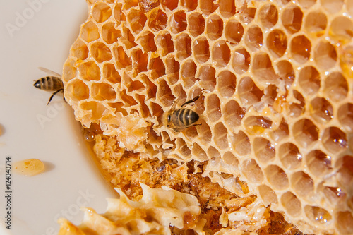 Close up view of the working bee on the honeycomb with sweet hon