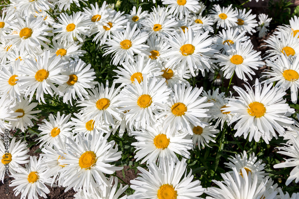 flower blooming in Japan