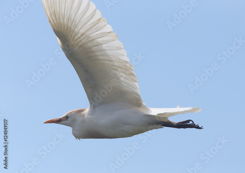 Cattle Egret (Bulbulcus ibis) in flight, Merja Zerga, Morocco. photo