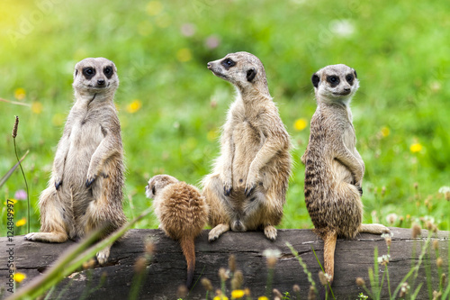 Suricata Suricatta Meerkat Animals Family Sitting on Log