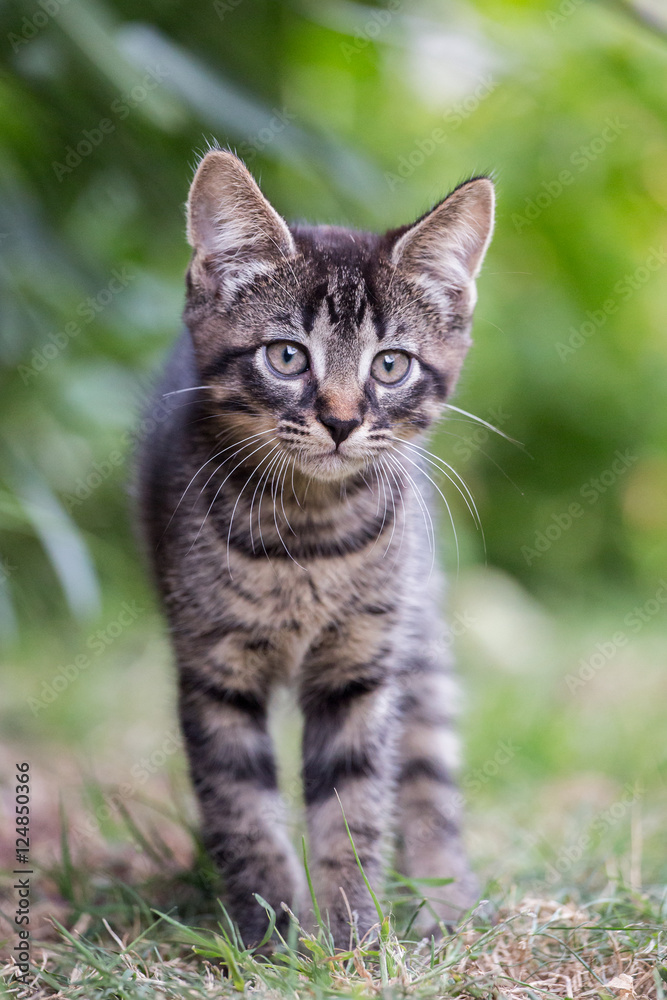 Little cat, Italy