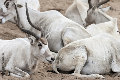 Adax - White Antelope Herd Resting on Sand © mejn