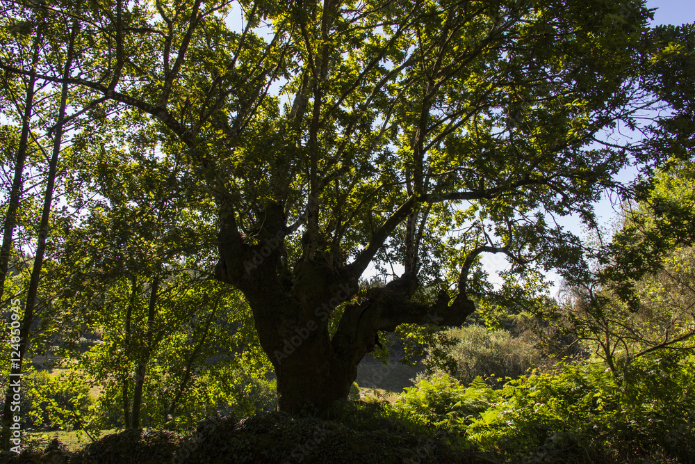 Árbol  frondoso lleno de vida