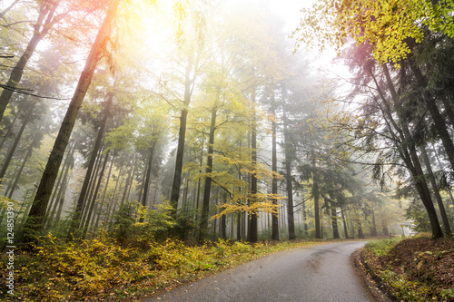 Autumn Forest with Road and Sun Beams